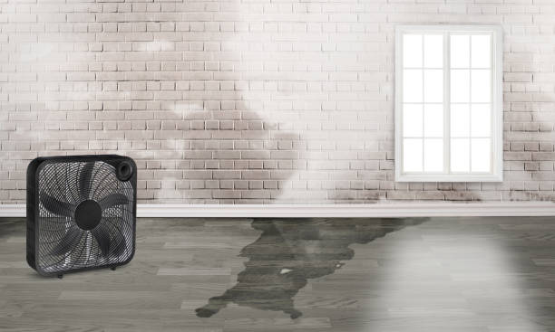 Best Local water damage restoration  in Springfield, TN